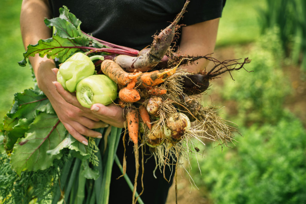 Vegetables fresh from the garden