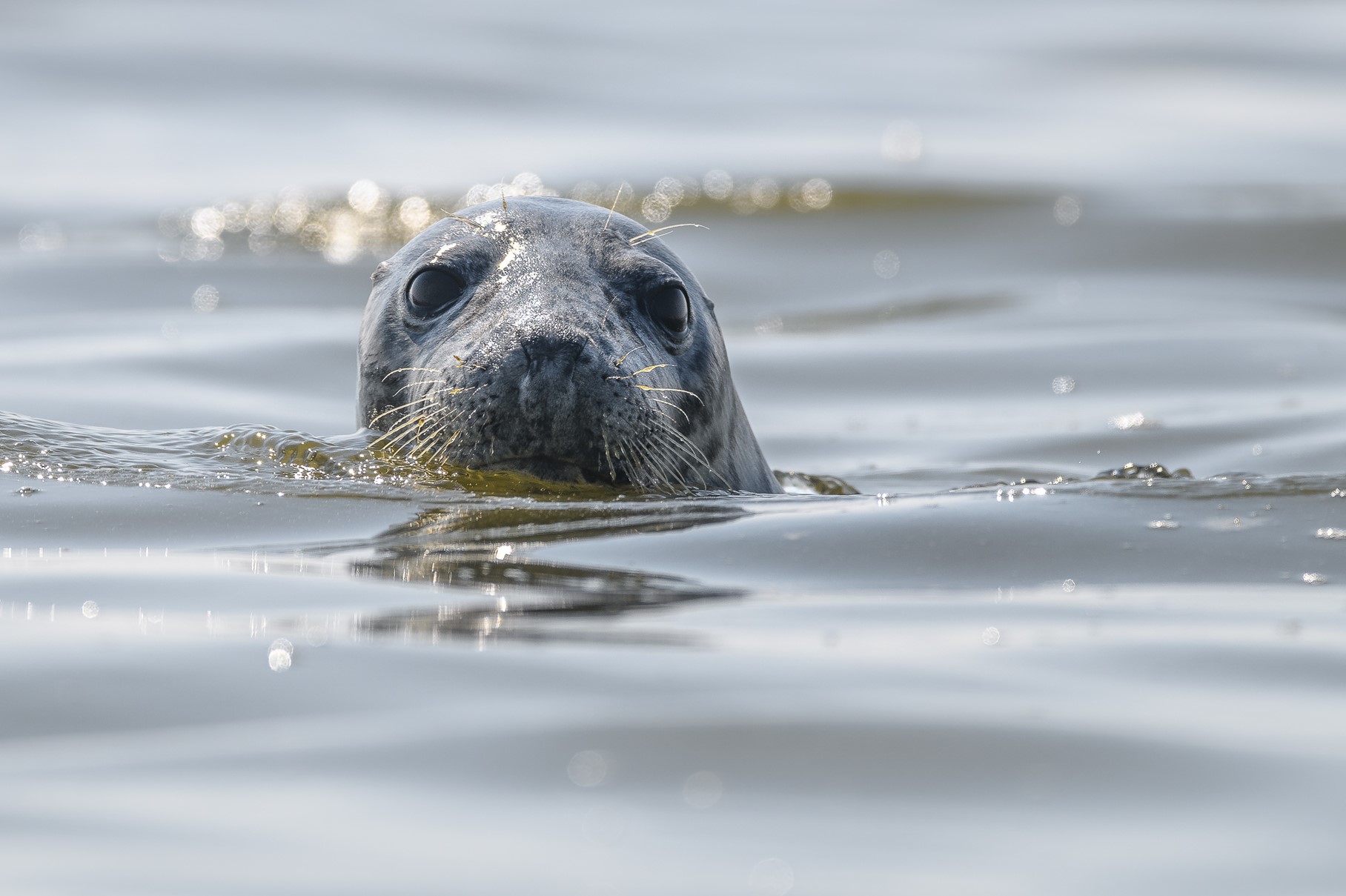 harbor seal swimming