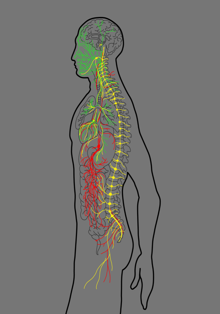 color coded nerve diagram