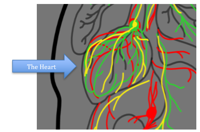 heart nerves