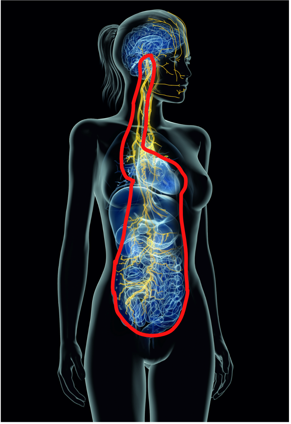 Old vagus shutdown brain diagram