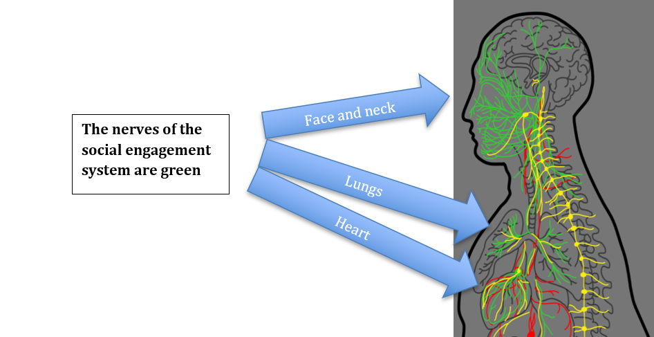 social engagement system nerves