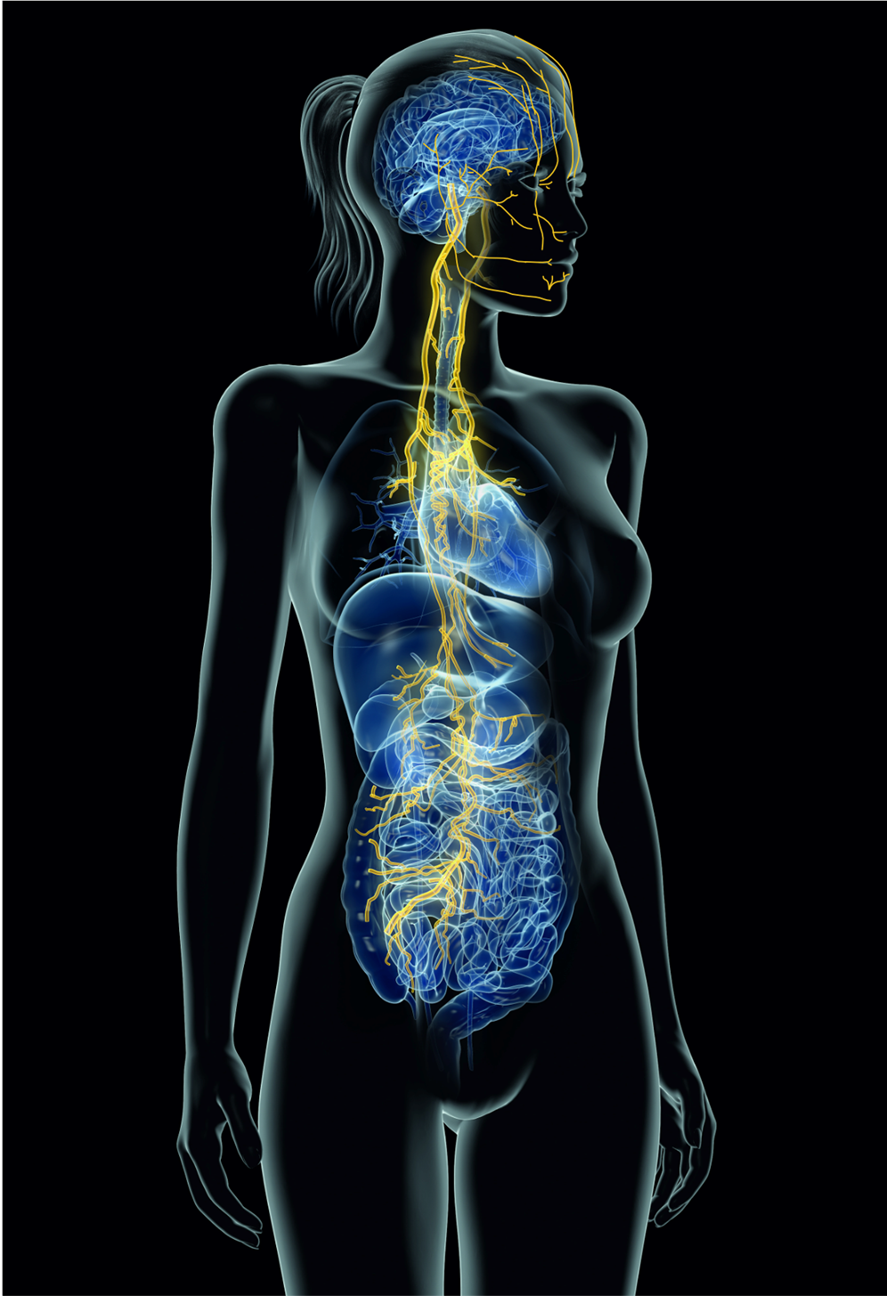diagram showing the vagus nerve