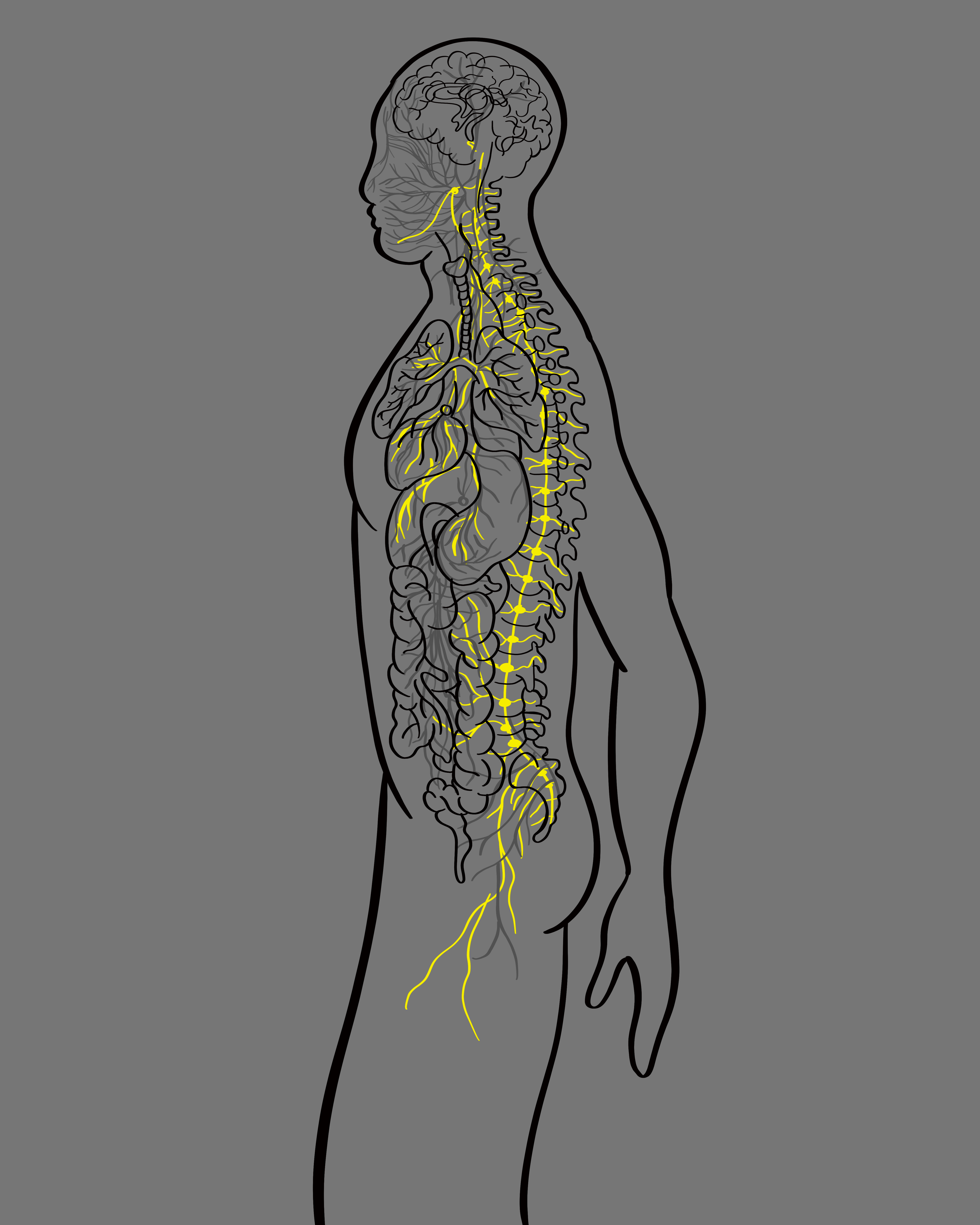 The Neves of the Sympathetic Nervous System 